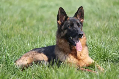 Odin