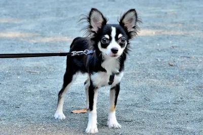 Pepita