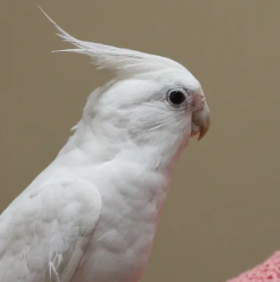 Bua