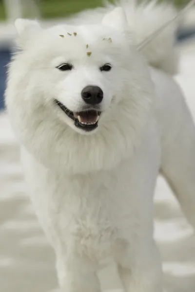 Belka