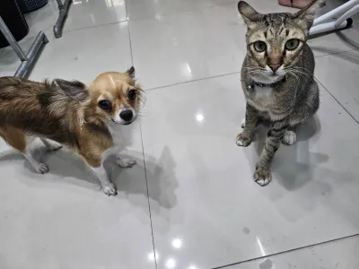 Animal Treatment