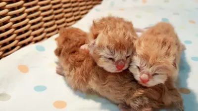 Watcharapol Animal Hospital