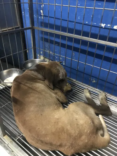 Hua Takhe Veterinary Clinic