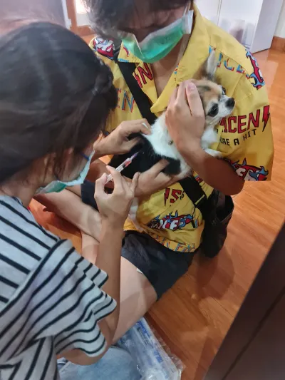 Crab doctor treats animals