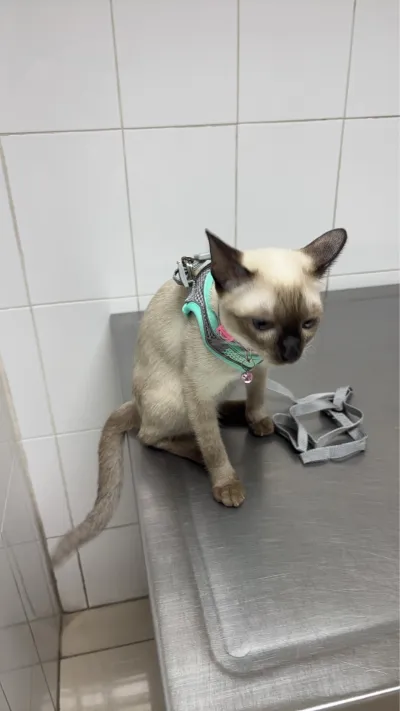 Animal Clinic VIP