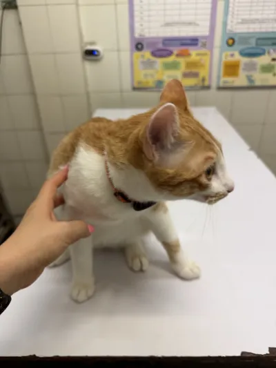 Samit Animal Hospital