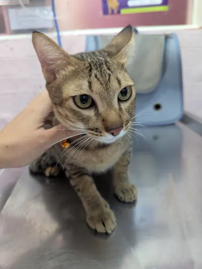 Animal treatment