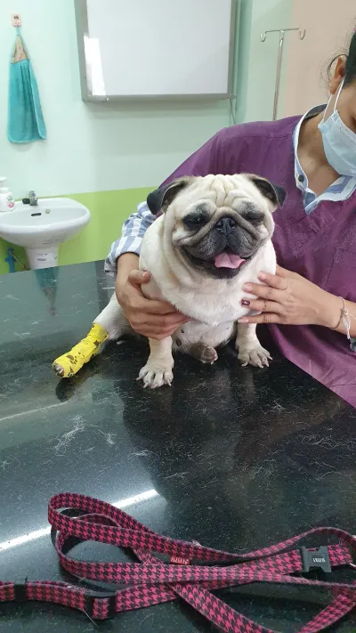 Romklao Animal Hospital