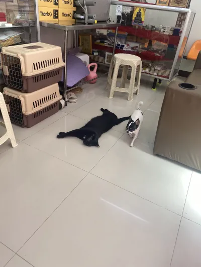 Veterinarian Bhumibol