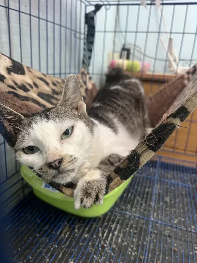 Polyvet Animal Treatment
