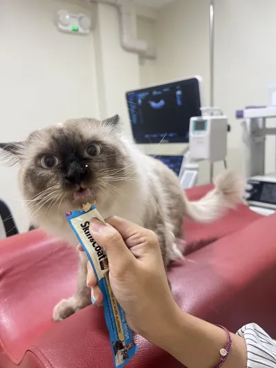 Wetcide Animal Hospital