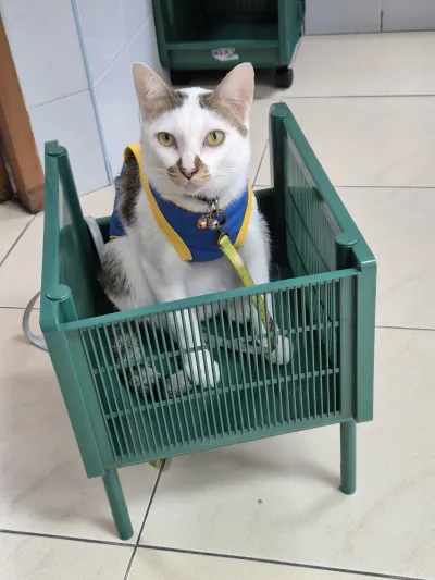 Ratchaphruek Animal Hospital