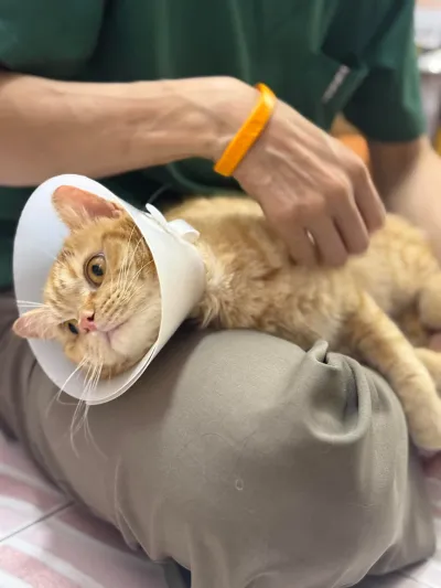 Pet at Home Animal Treatment