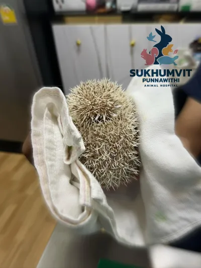 Sukhumvit Animal Hospital-Punnawithi
