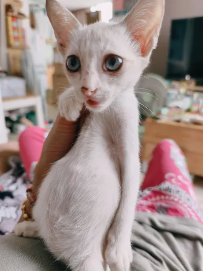 Honest treatment of animals