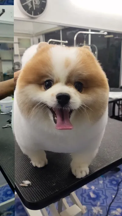 Savitri Veterinarian