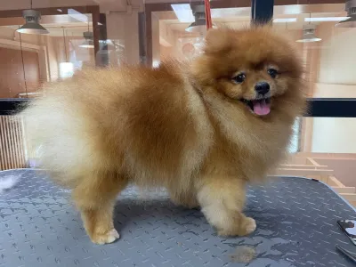 Animal Hospital Pet Secret
