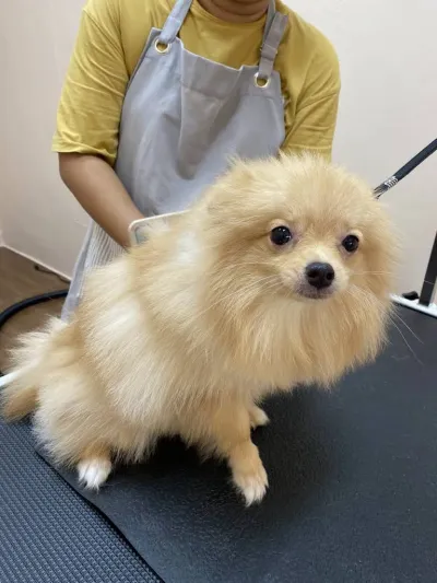 Arya Pet Grooming and Spa