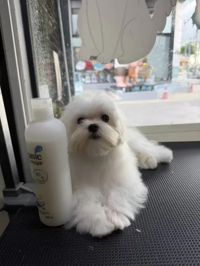 Aunt Pet Grooming (Bathing and Grooming Dogs & Cats)