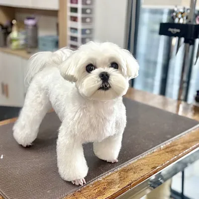 Bark lounge