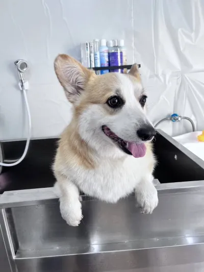 Beansfriend Pet Wellness Center