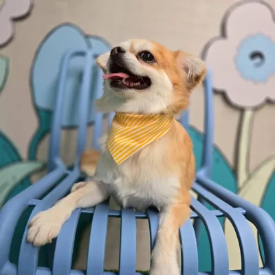 BLUEHOUSE PET GROOMING