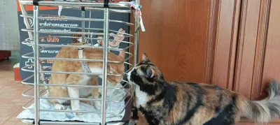 Bueng Thong Lang Animal Hospital