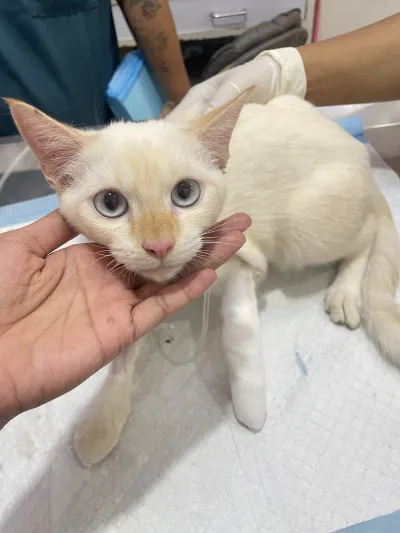 Bunkhum Veterinary