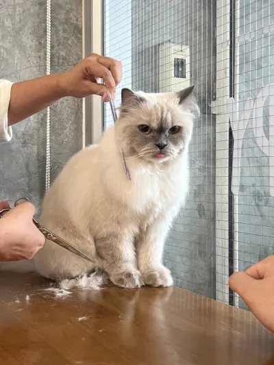 Catsody Happy Cat Grooming