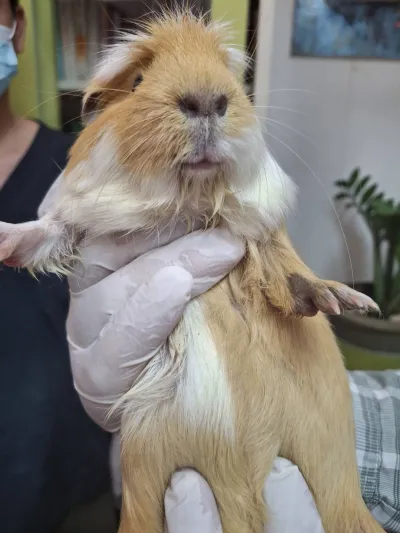 Chai Prasert Pet Clinic