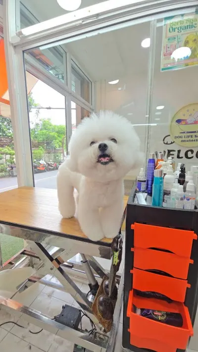 Dog Life Salon BKK