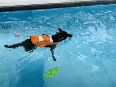 Dogxercise