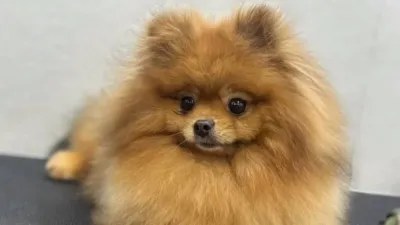 FC Pet Salon (Line: @fcpetsalon)