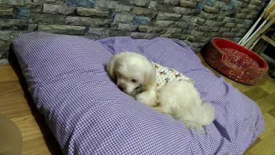 First Care Animal Hospital