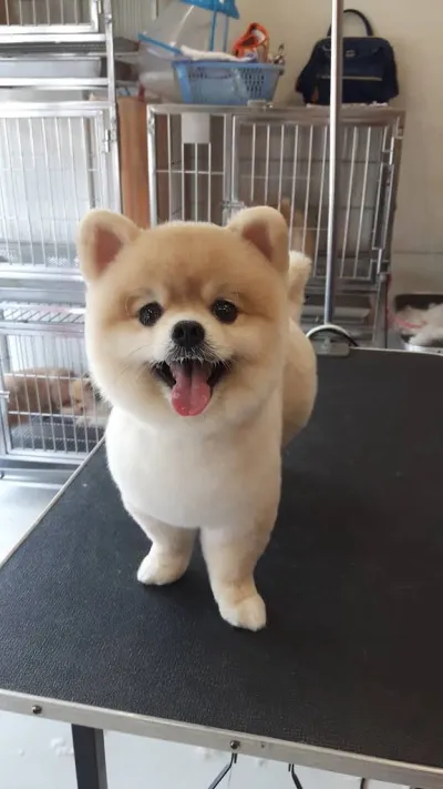 For Dog salon