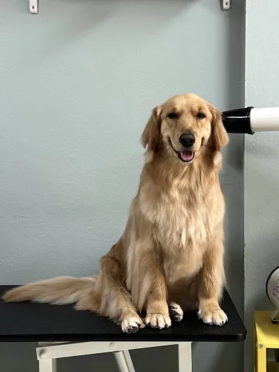 Fufu Monster Grooming