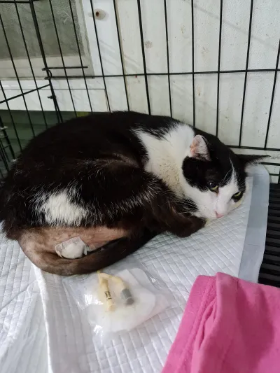 Golden Family Animal Treatment Clinic