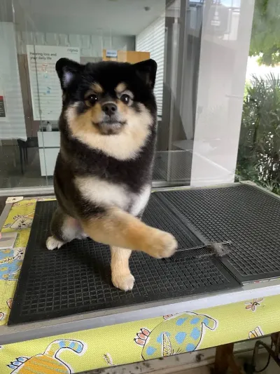 Happy dog