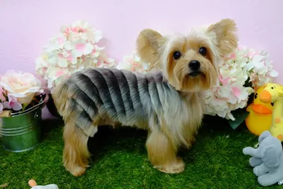 Happy Grooming Salon & Homestay