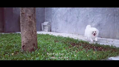 Happy Pup (Dog Swimming Pool and More)