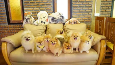 Heart Dog Cafe