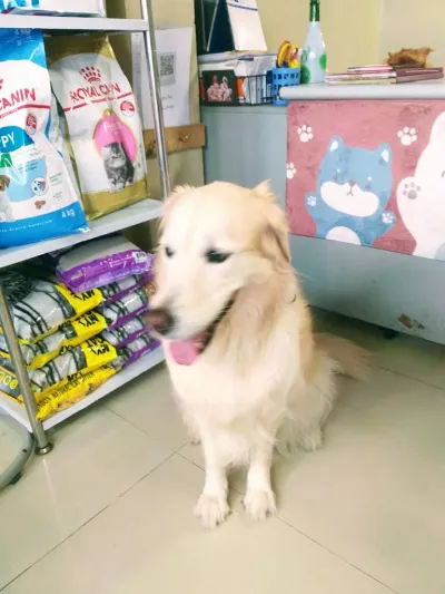 K&M Grooming