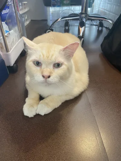 Kenta Animal Clinic