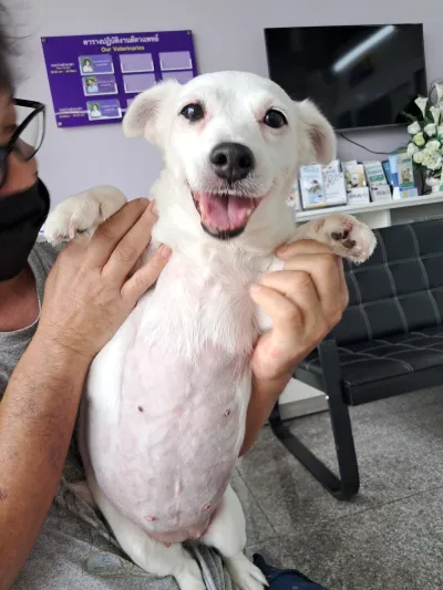Ladkrabang Animal Hospital