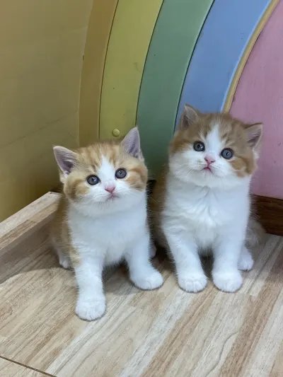 Little Smile Cattery