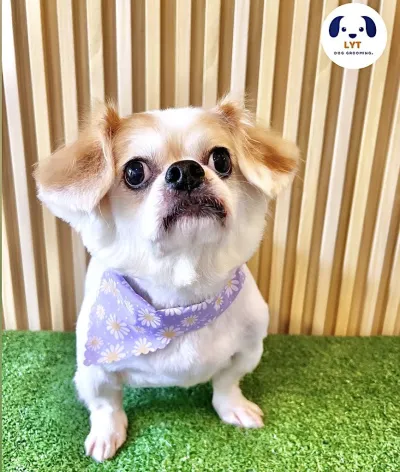LYT Dog Grooming Hotel & Spa -- @ 65