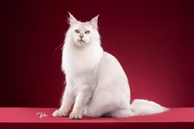 Maine Coon Thailand - QT Coons Bangkok