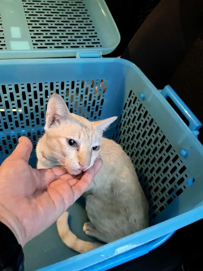 Mha Maew Animal Clinic