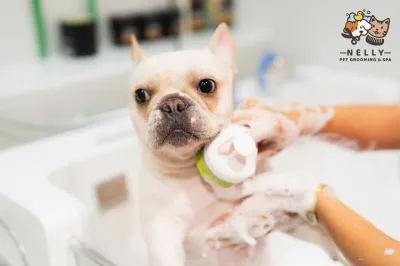 NELLY PET GROOMING & SPA (MarketPlace Wongsawang)