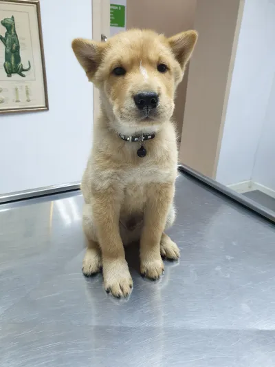 New Veterinary Vision